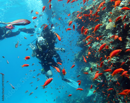 Diving in the Red Sea in Egypt, tropical reef