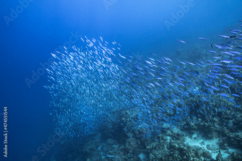 Seascape with School of Fish, Boga fish in the coral reef of the Caribbean Sea, Curacao