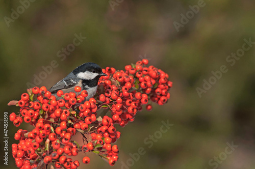 The cute, little tit, coal tit, standing on a scarlet firethorn branch. Autumn, beautiful background, sunny day. photo