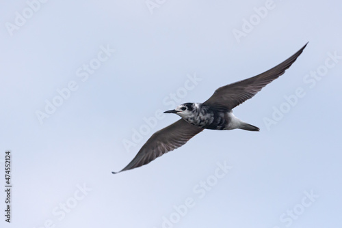 Black tern (Chlidonias niger) flying in white sky with spreaded wings