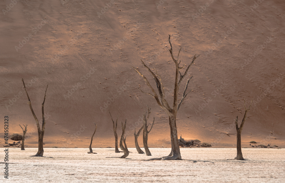 Versteinerte Bäume in Dead Vlei, Namibia, in der Wüste mit Sanddünen im Hintergrund Versteinerte Bäume in Dead Vlei, Namibia, in der Wüste mit Sanddünen im Hintergrund