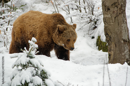 Brown Bear - Ursus arctos is large bear found across Eurasia and North America, in America are called grizzly bears, in Alaska is known as the Kodiak bear, brown bear on the white snow in winter. photo