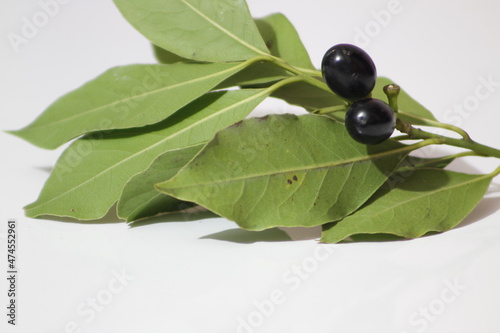 Laurel leaves, seeds and flowers. Laurel known as “defne” or “gar” in Turkish Hatay Turkey. Isolated on white background.