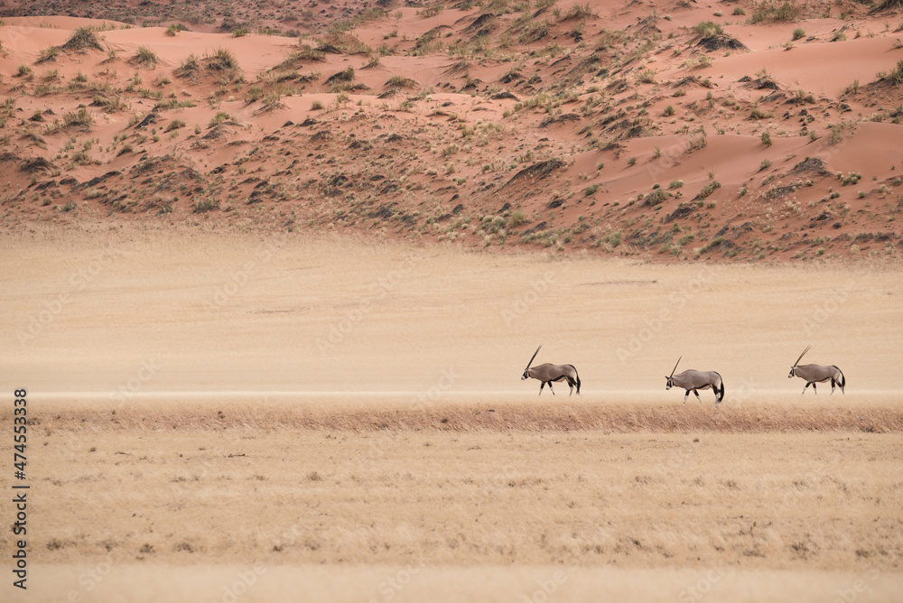 Gemsbok / Oryx walking in single file in the Namib Naukluft National Park / desert in Namibia