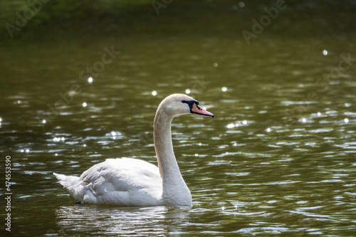 A graceful white swan swimming on a lake with dark green water. The white swan is reflected in the water