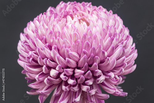 Lush Purple Chrysanthemum Flower close-up