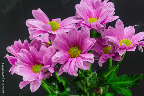 Bouquet of pink chrysanthemums on a black background.