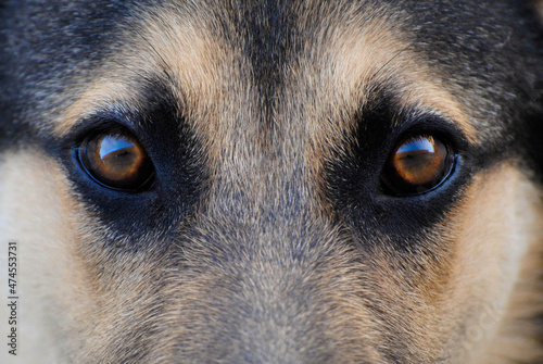 Close-up of the gaze of a German Shepherd Dog