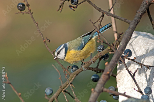 The blue tit stands on a branch of blackthorn in green nature. Harmony of colors, plants and animals.