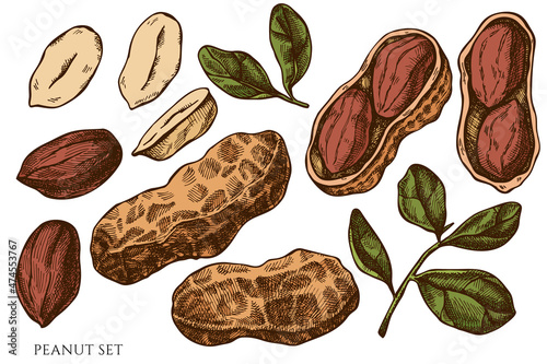 Vector set of hand drawn colored peanut
