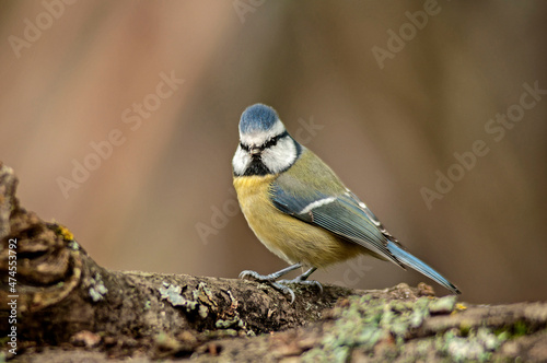 The most beautiful of all tits, the blue tit, during the autumn day in search of energy food in need of a better metabolism.