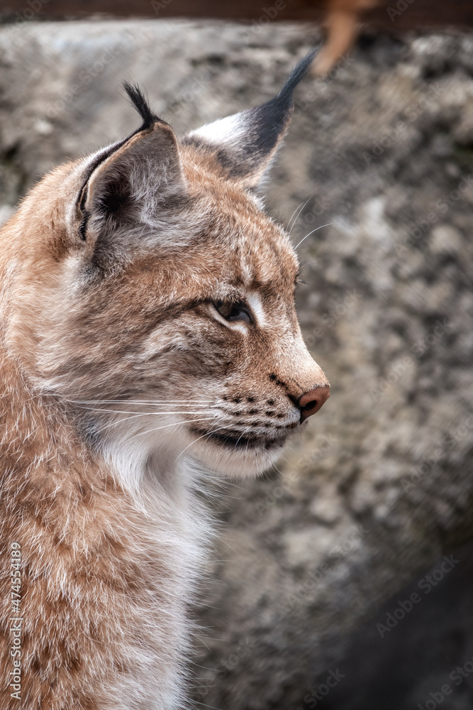 Portrait of The Eurasian lynx close-up, lat. Lynx lynx Portrait of The Eurasian lynx close-up, lat. Lynx lynx