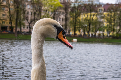 Fototapeta Naklejka Na Ścianę i Meble -  Portrait of a graceful white swan with long neck on dark water background.