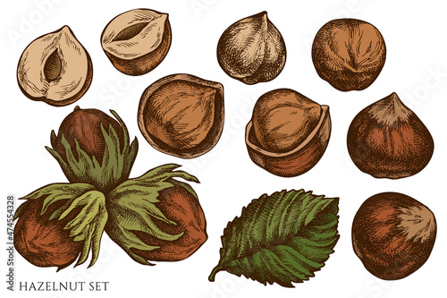 Vector set of hand drawn colored hazelnut