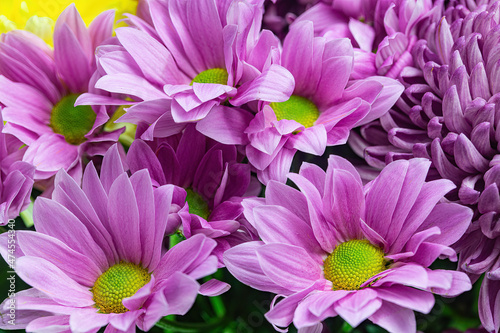 Colorful Purple Petal Chrysanthemum Flowers close up