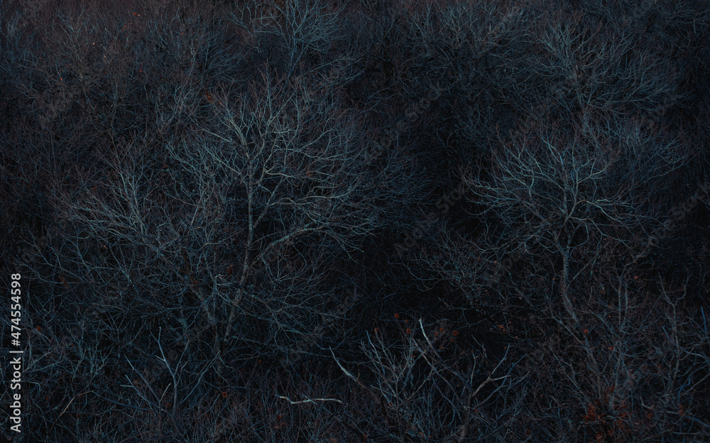 Dark Forest Dark Forest