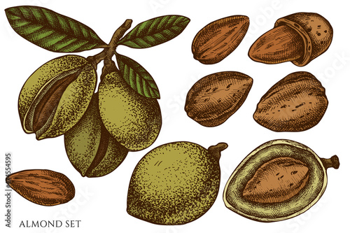 Vector set of hand drawn colored almond