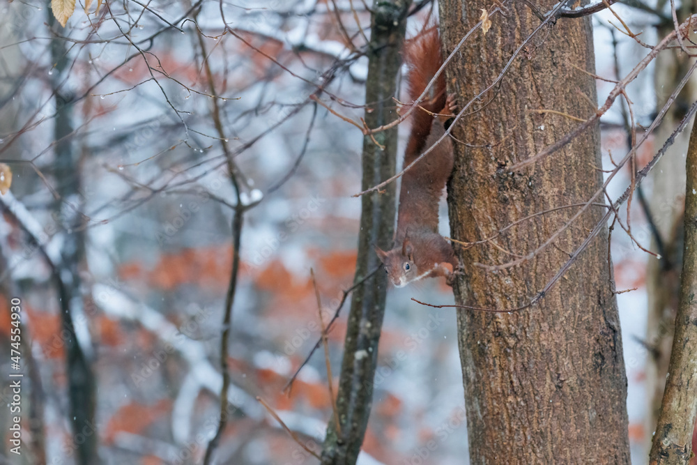A squirrel sits between green leaves on a branch