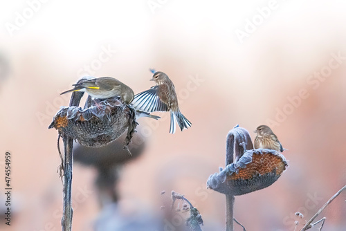 Various songbirds peck seeds from faded sunflowers in winter