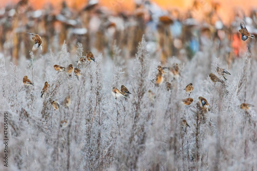 Various songbirds peck seeds from faded sunflowers in winter