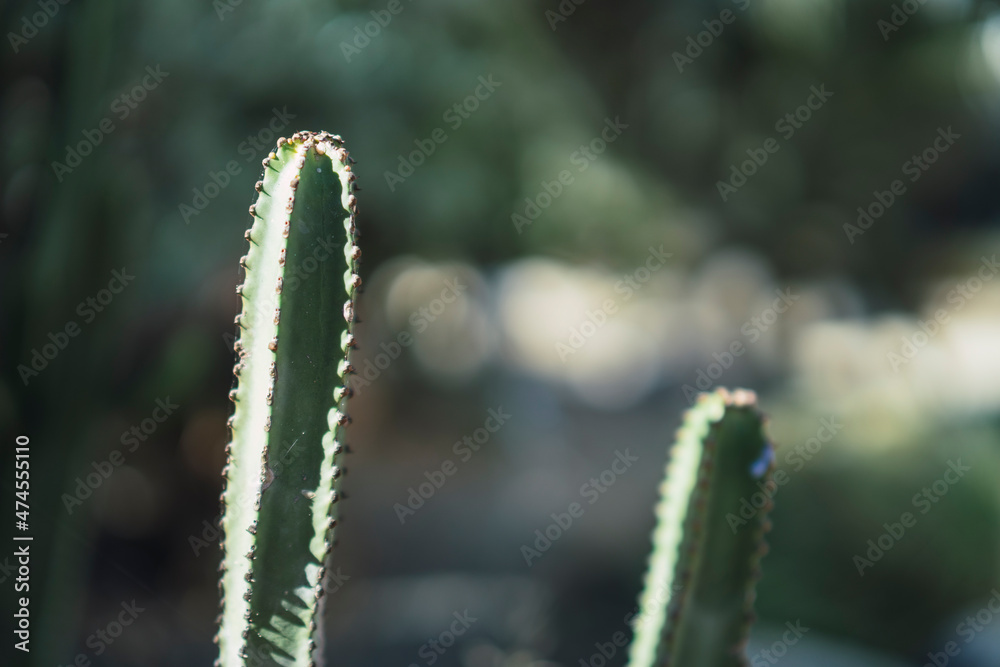 Naklejka premium Cactus plantados en entorno natural controlado