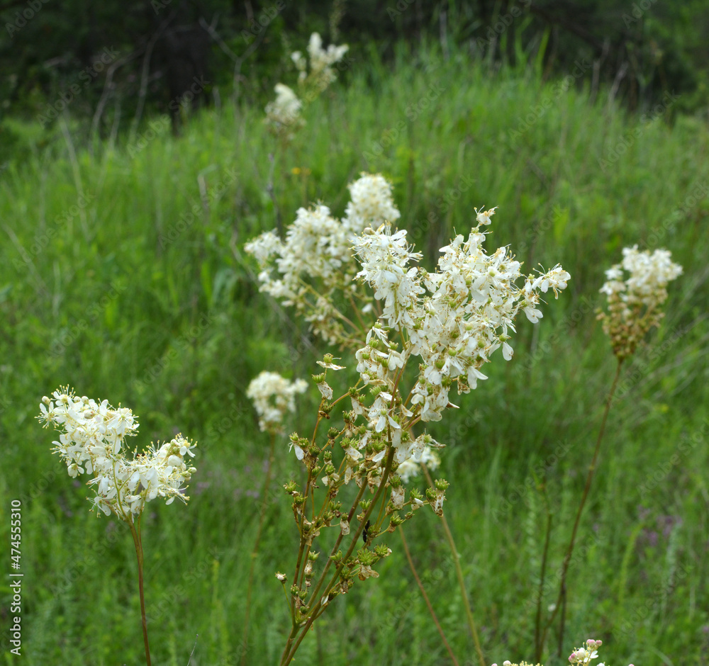 Filipendula blooms in the meadow in the wild Filipendula blooms in the meadow in the wild
