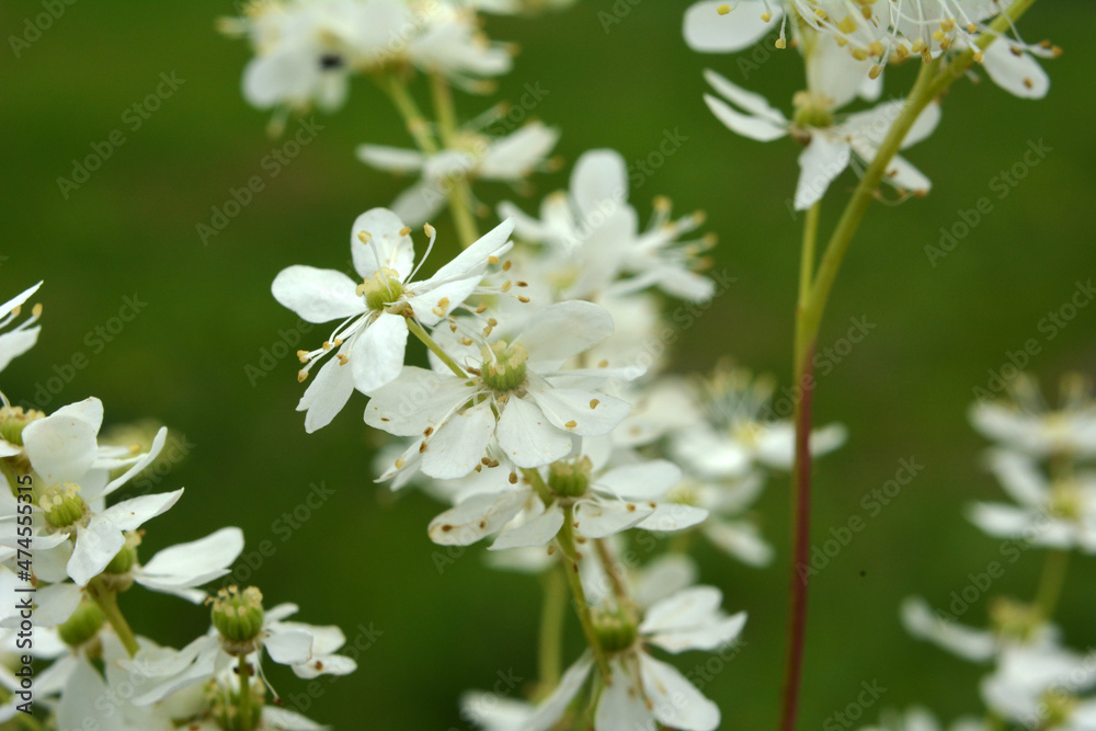 Filipendula blooms in the meadow in the wild Filipendula blooms in the meadow in the wild