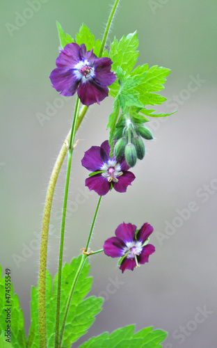 Geranium phaeum blooms in nature in spring forest photo