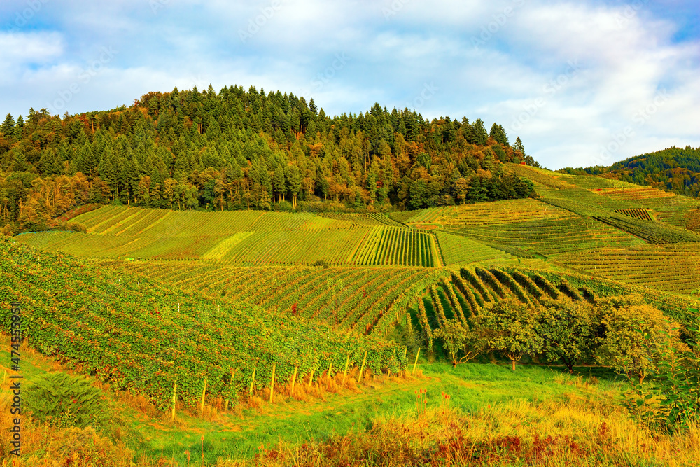 Well-kept picturesque vineyards