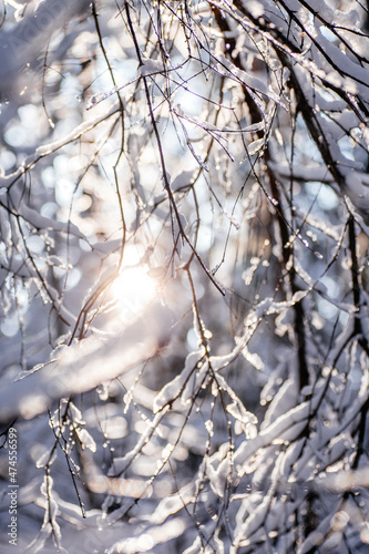 The sun shines through the branches of a snow-covered tree. Winter frosty sunset in the forest. Winter's tale. Magic photo of winter snowy forest close up.