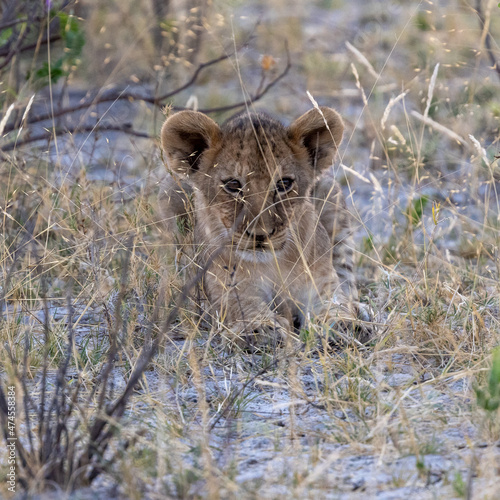 Ein junger Löwe ruhend frontal im Etosha Nationalpark