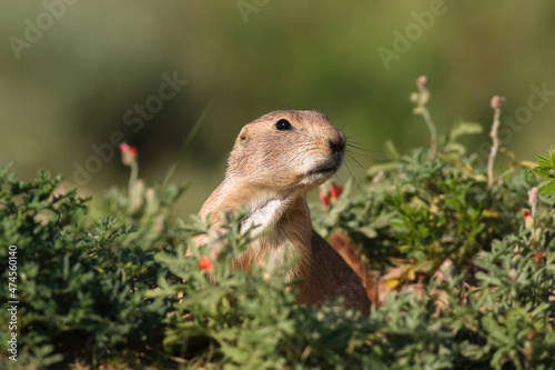 Close up portrait of a Black-tailed Prairie Dog surrounded by green vegetation with a few orange wildflowers.