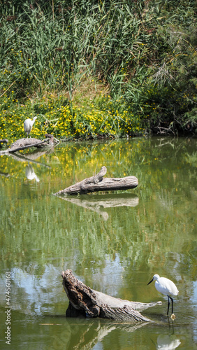 Obraz na płótnie Ornithological Park of Pont de Gau