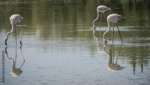 Obraz na plátne Ornithological Park of Pont de Gau