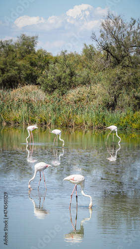 фотографія Ornithological Park of Pont de Gau