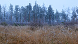 dry grass and winter forest. pine forest blur, winter, frosts. natural background. coniferous forest is covered with inium. winter or autumn season. nebula, frost on the branches.