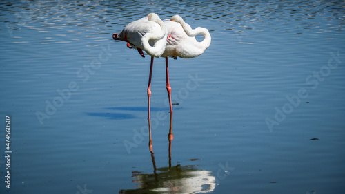 Fotografía Ornithological Park of Pont de Gau