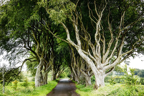 Spectacular Dark Hedges in County Antrim, Northern Ireland on cloudy foggy day. Avenue of beech trees along Bregagh Road between Armoy and Stranocum. Empty road without tourists photo