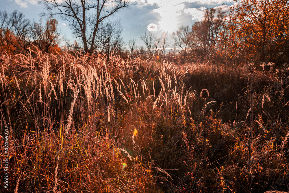 Fototapeta premium sunset in the forest