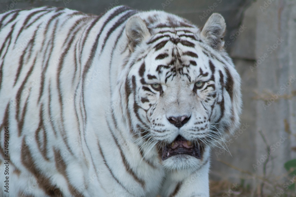 tigre blanco