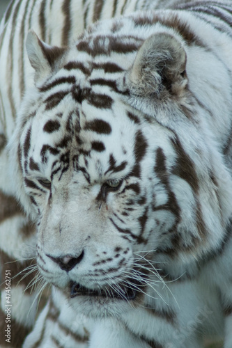 Fototapeta Naklejka Na Ścianę i Meble -  tigre blanco