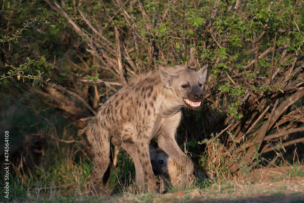 Obraz premium Spotted Hyena
