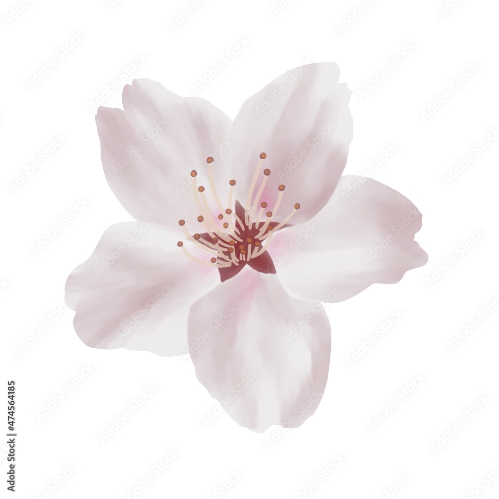 Naklejka premium 水彩風 落ち着いた色合いのリアルな桜の花 線画なし
