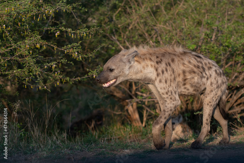 Spotted Hyena