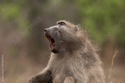 Chacma baboon yawning photo