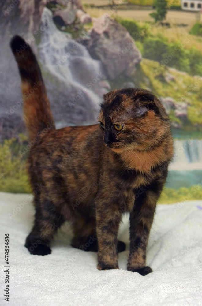 Obraz premium cute tortoiseshell fold -eared cat
