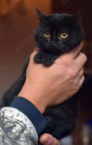 little black plush kitten in hands