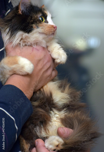 tricolor big-eyed fluffy cat in hands