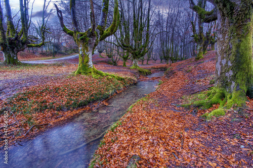 Otzarreta beech forest, a magical forest in Gorbeia. photo