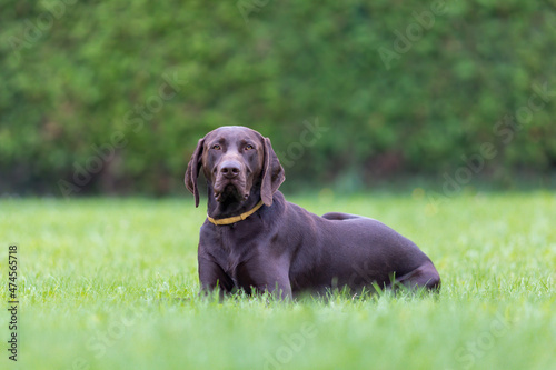 german shorthaired pointer resting in the green grass
